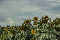 /album/fotogaleria/img-3626-jpg/