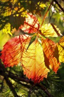 /album/fotogaleria/img-3789-jpg/