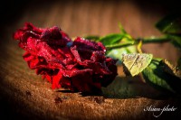 /album/fotogaleria/img-4361-jpg/