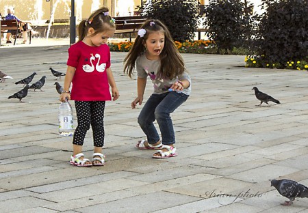 A félelmetes galamb :-)