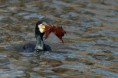 /album/zoo/img-5646-jpg/
