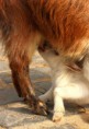 /album/zoo/img-5897-jpg/