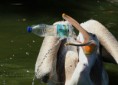/album/zoo/tevhit-jpg/