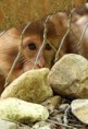 /album/zoo/kivancsisag-jpg/