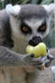 /album/zoo/img-3910-jpg/