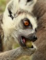 /album/zoo/csemege-jpg/