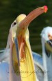/album/zoo/img-0452-jpg/