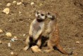 /album/zoo/img-3984-jpg/