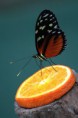 /album/zoo/img-2635-jpg/
