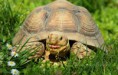 /album/zoo/img-7432-jpg/