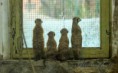 /album/zoo/img-5346-jpg/
