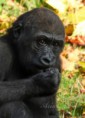 /album/zoo/img-0153-jpg/