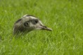 /album/zoo/img-7274-jpg/
