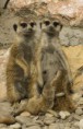 /album/zoo/img-7908-jpg/