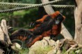 /album/zoo/img-7921-jpg/