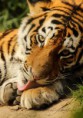 /album/zoo/img-7880-jpg/