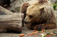 /album/zoo/img-7031-jpg/