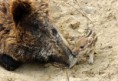 /album/zoo/img-6652-jpg/