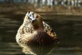 /album/zoo/img-6443-jpg/