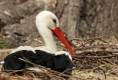 /album/zoo/img-1041-jpg/