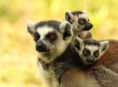 /album/zoo/img-00459-jpg/