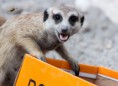 /album/zoo/img-9985-jpg/