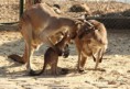/album/zoo/img-0709-jpg/