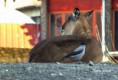 /album/zoo/img-0846-jpg/