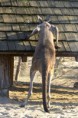 /album/zoo/img-8441-jpg/
