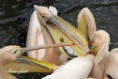 /album/zoo/img-1021-jpg/