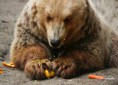 /album/zoo/img-7093-jpg/